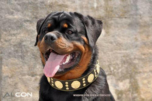 Rottweiler wearing the Maximus black and gold leather dog collar