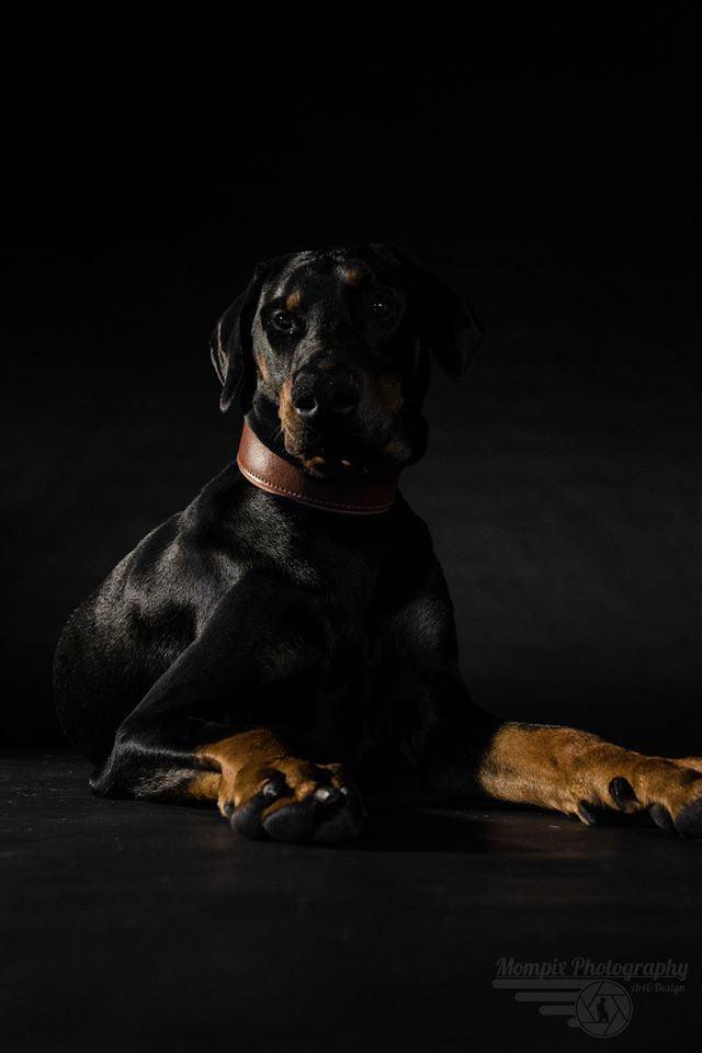 Doberman lying down wearing the Style brown leather dog collar