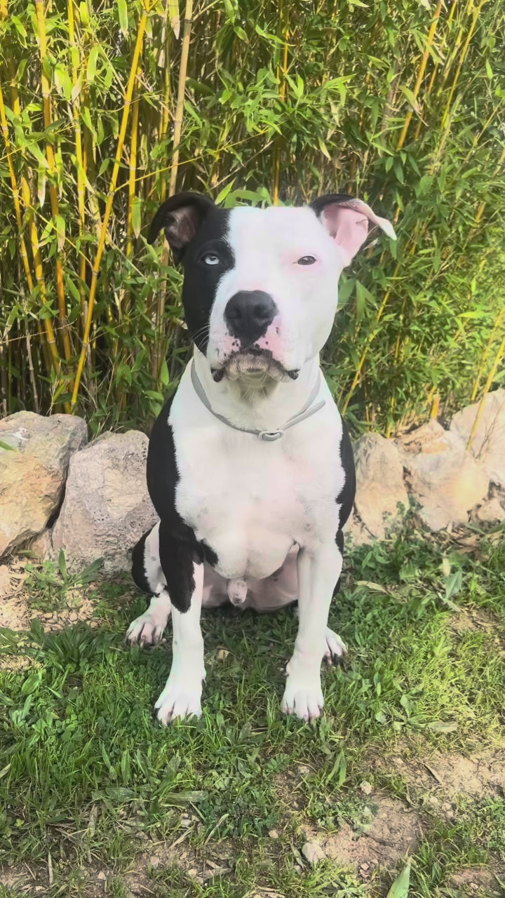 Black and white Amstaff sitting in a garden, a strong dog suited to the GripPro harness