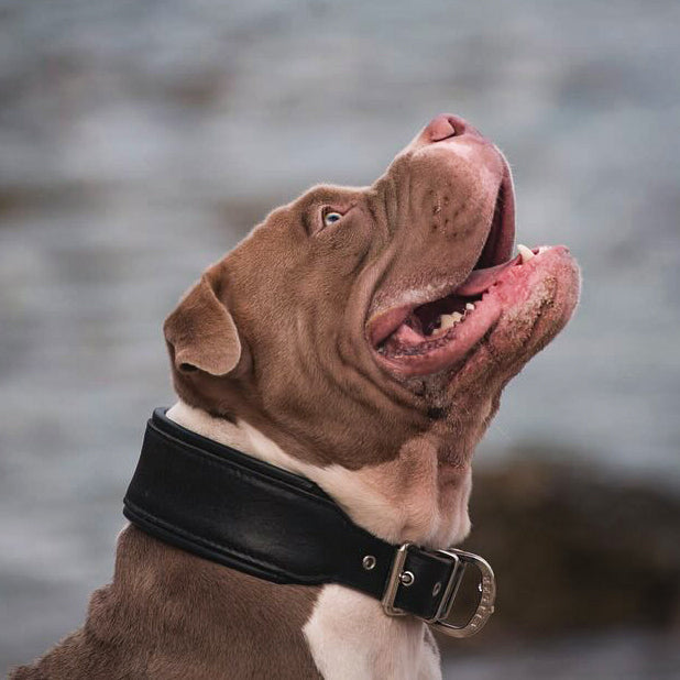 American Bully wearing the Style black padded leather dog collar