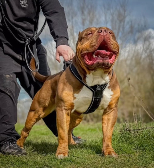 XL American Bully wearing the GripPro black dog harness