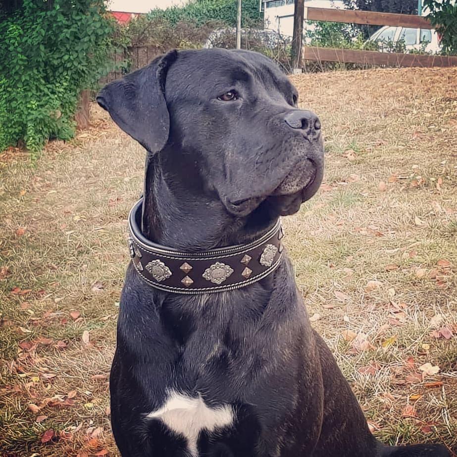 Black Cane Corso wearing the Aztec studded leather dog collar