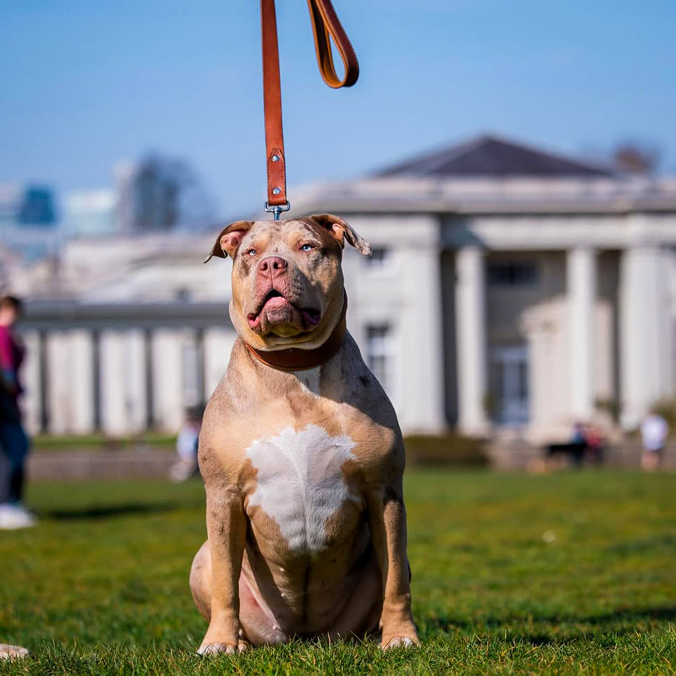 American Bully on a park walk wearing the Style brown leather collar and lead set