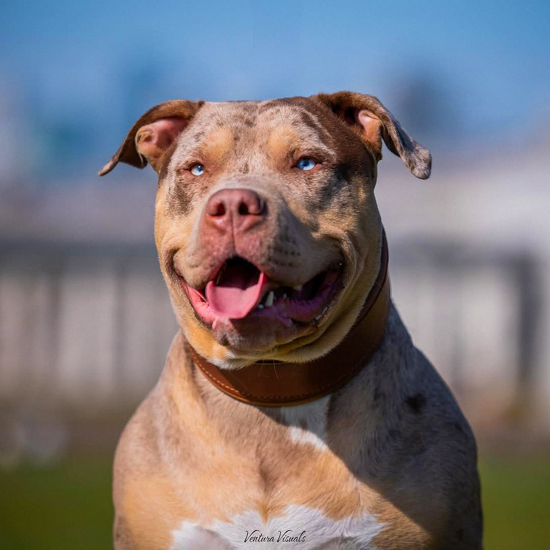 Merle American Bully wearing the Style brown leather dog collar