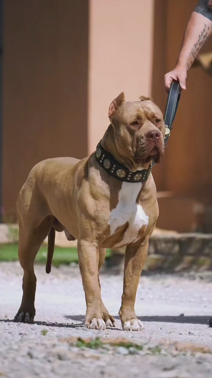 Red-nose Pitbull wearing the Maximus leather collar and lead