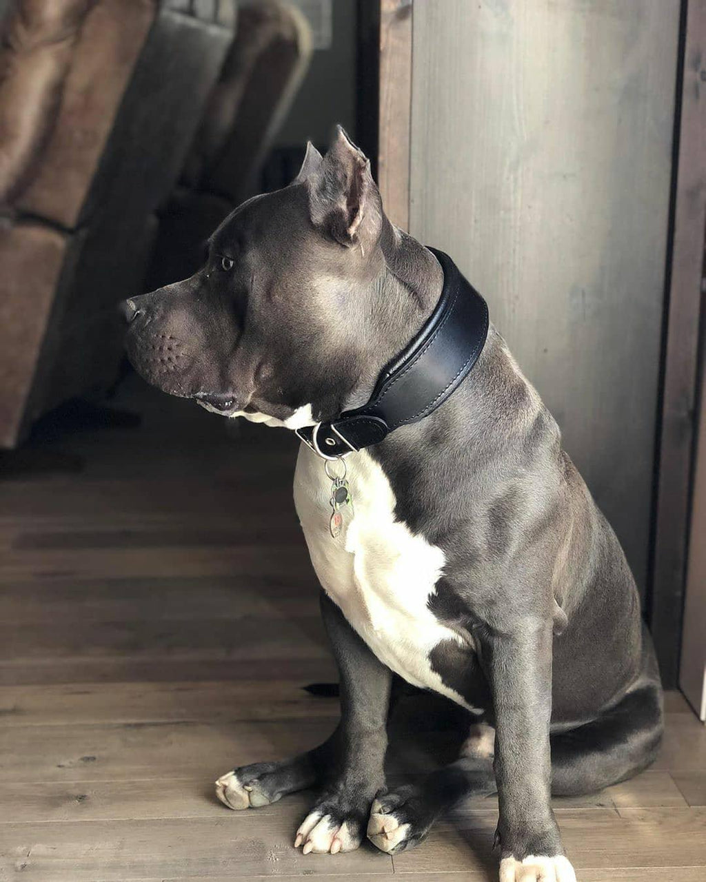 Blue Pitbull sitting indoors wearing the Style black leather dog collar