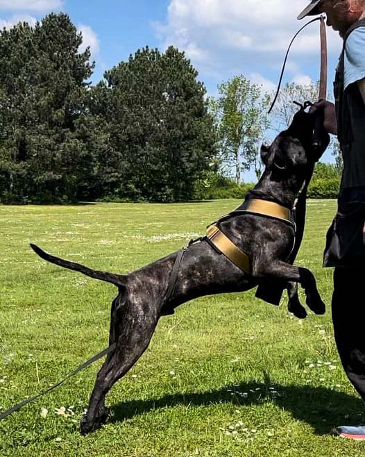 Brindle working dog in training wearing the GripPro khaki harness