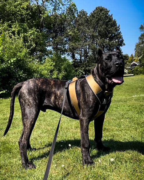 Brindle Cane Corso standing on grass wearing the GripPro khaki harness
