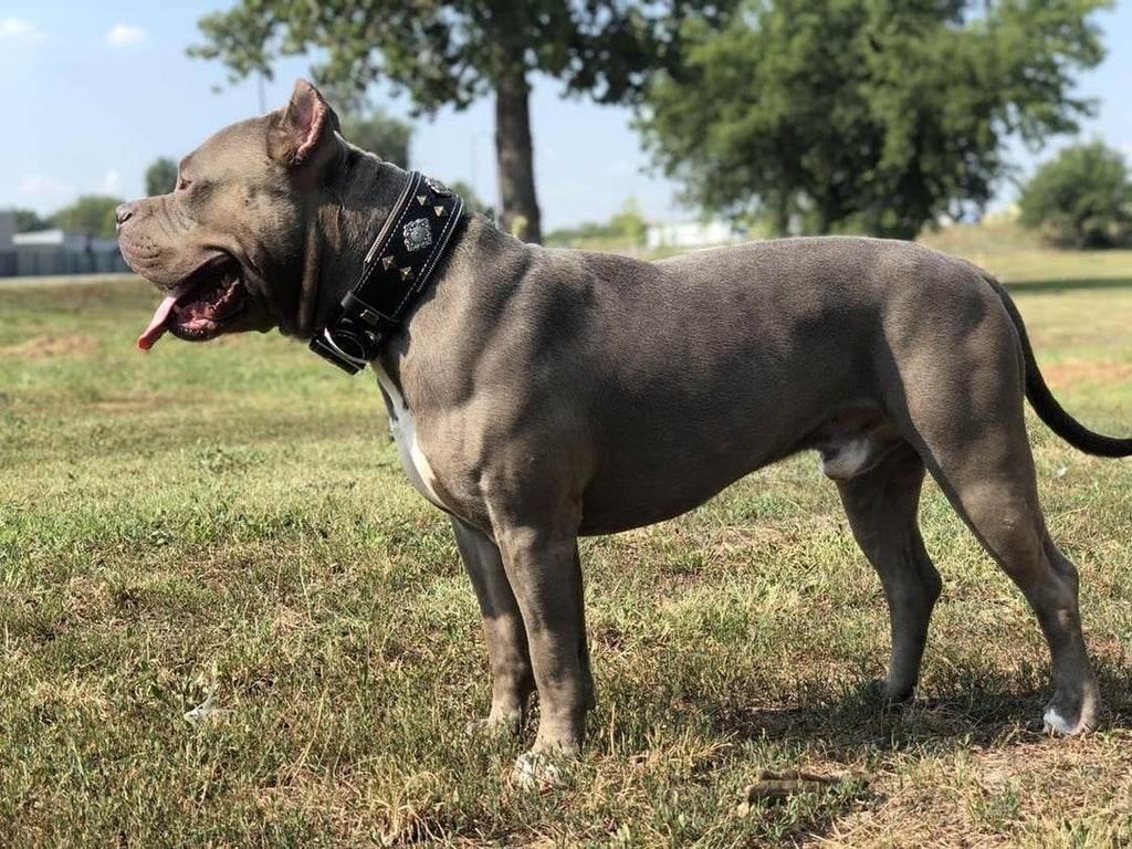Blue American Bully standing in a field wearing the Aztec leather dog collar