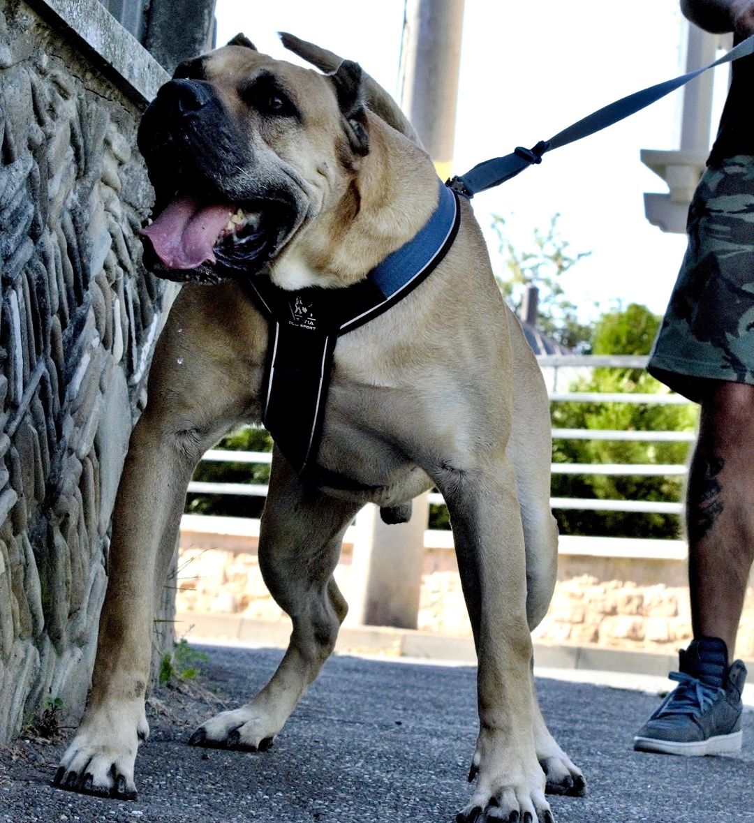 Fawn Cane Corso on a walk wearing the GripPro blue dog harness