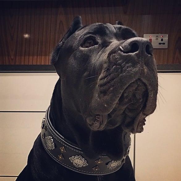 Cane Corso indoors wearing the Aztec leather dog collar