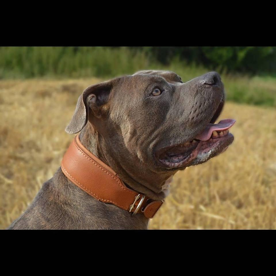Blue Staffy-type dog wearing the Style brown padded leather dog collar
