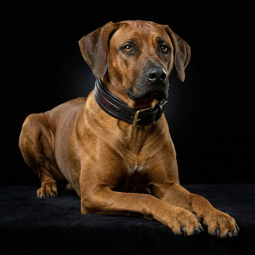 Cobra Leather Collar