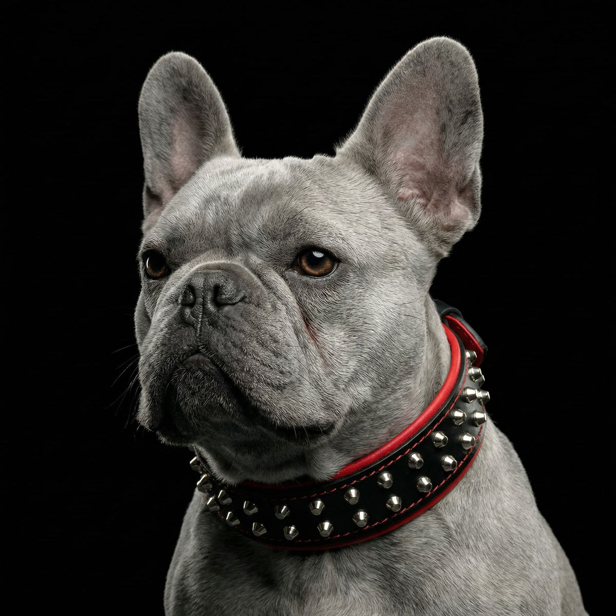 French Bulldog wearing the Rocky studded leather collar in black and red