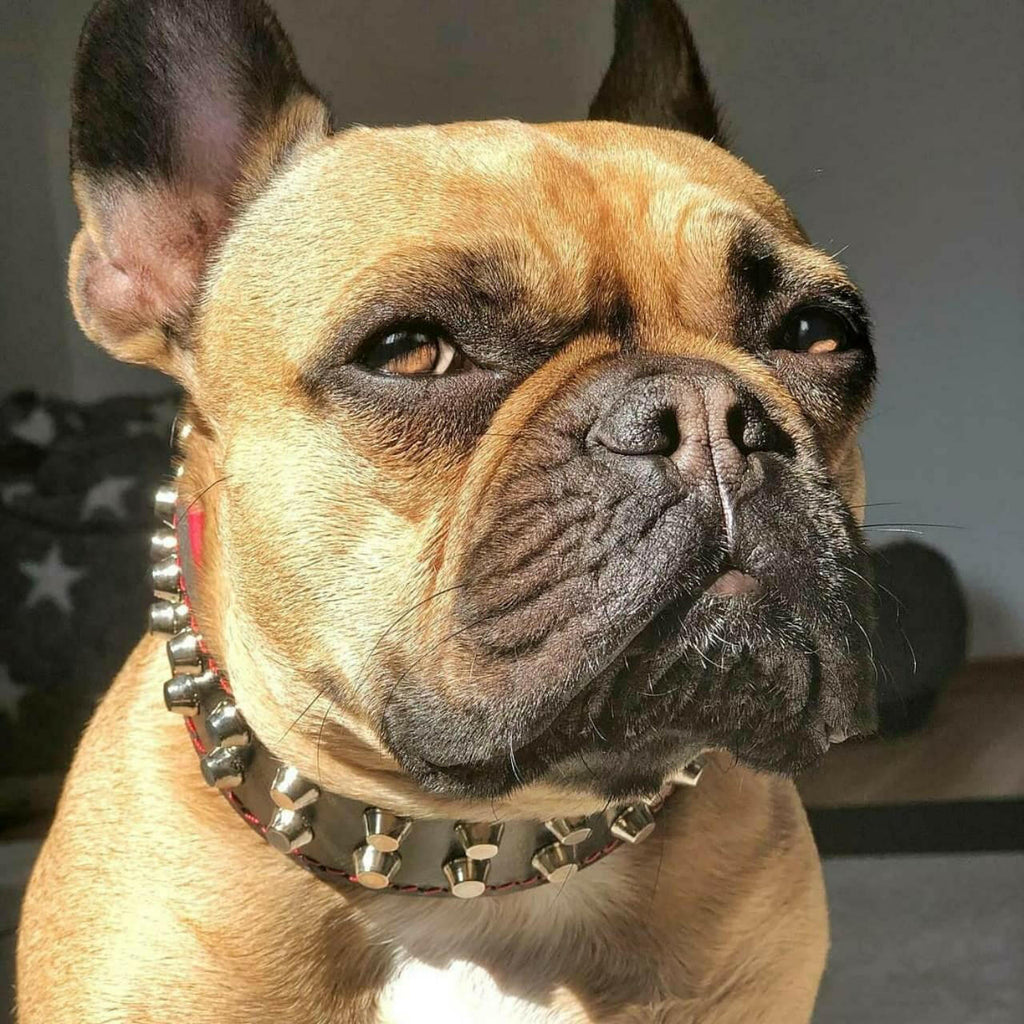 Fawn French Bulldog wearing the Rocky studded leather dog collar
