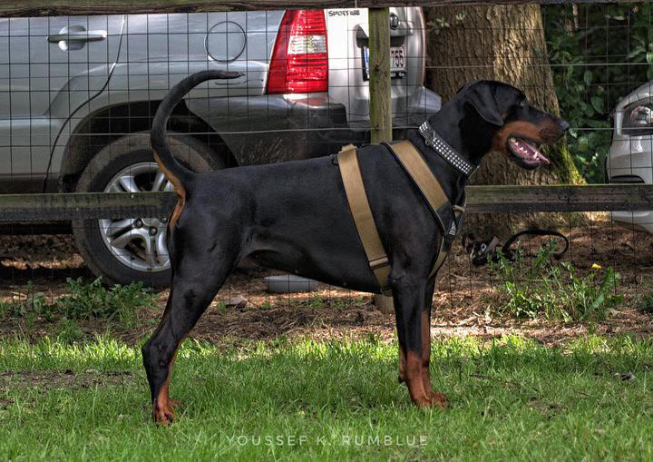 Doberman wearing the GripPro khaki dog harness